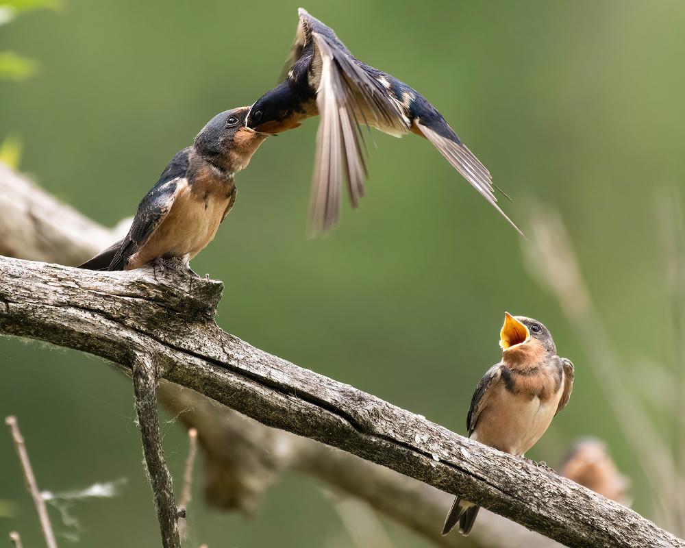 juvenile barn swallows on a branch being fed by a parent